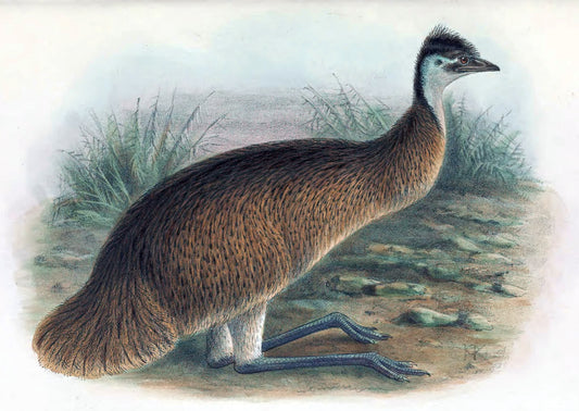 Extinct Tasmanian Emu Glossy Poster Picture Photo Print Banner Booma Prints