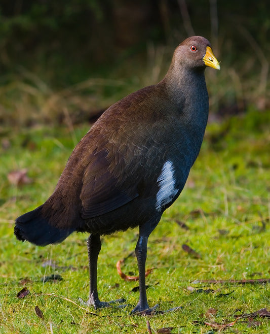 Tasmanian Native Hen Bird Glossy Poster Picture Photo Print Banner Booma Prints