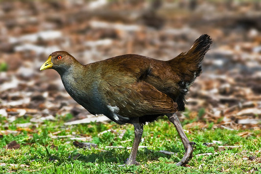Tasmanian Native Hen Rail Bird Glossy Poster Picture Photo Print Banner Booma Prints