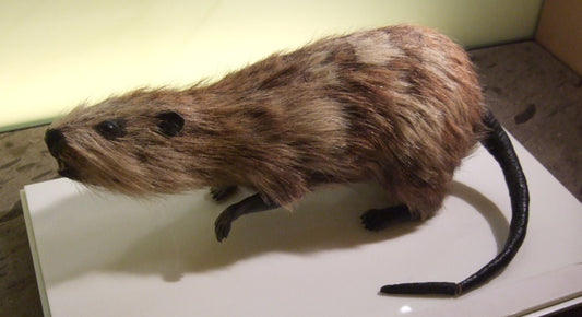Extinct Tenerife Giant Rat Glossy Poster Picture Photo Print Banner Booma Prints
