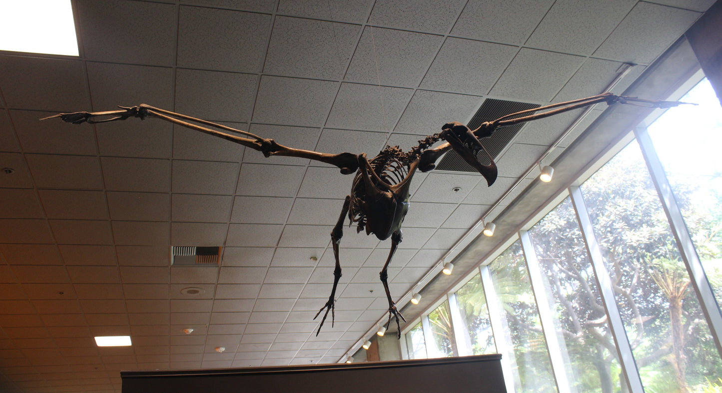 Extinct Teratornis Bones Glossy Poster Picture Photo Print Banner Booma Prints
