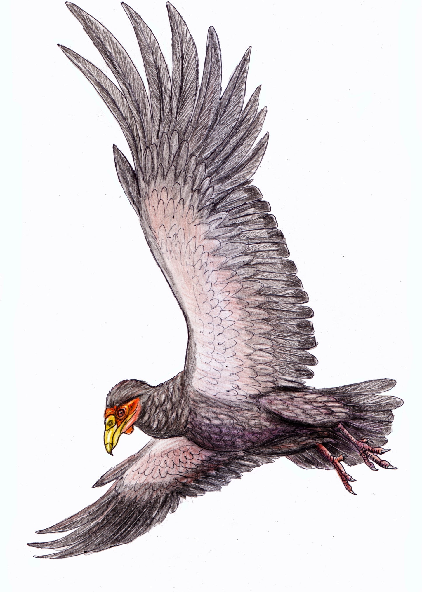 Extinct Teratornis Bird Flying Glossy Poster Picture Photo Print Banner Booma Prints