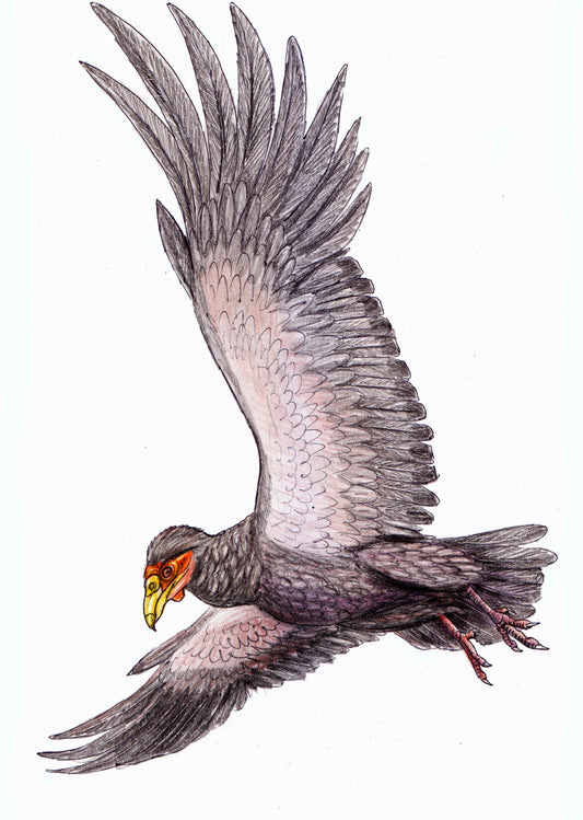 Extinct Teratornis Bird Flying Glossy Poster Picture Photo Print Banner Booma Prints