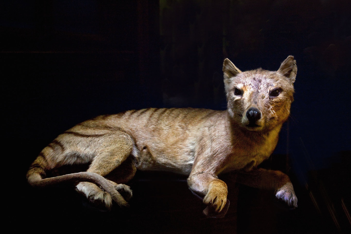 Extinct Thylacine Tiger Glossy Poster Picture Photo Print Banner Booma Prints