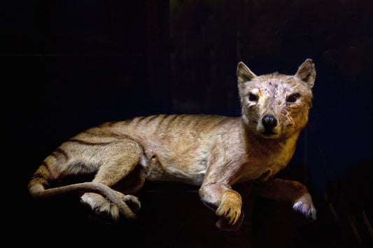 Extinct Thylacine Tiger Glossy Poster Picture Photo Print Banner Booma Prints