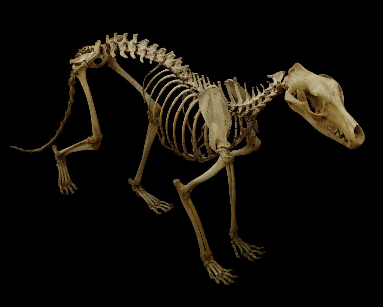 Extinct Thylacine Skeleton Glossy Poster Picture Photo Print Banner Booma Prints