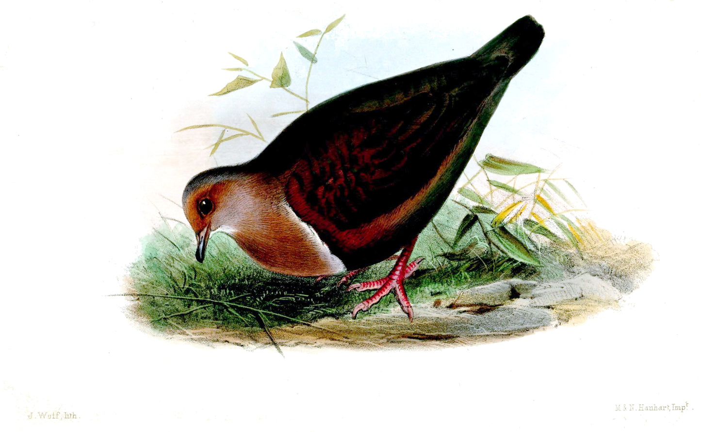 Extinct Tongan Ground Dove Glossy Poster Picture Photo Print Banner Booma Prints