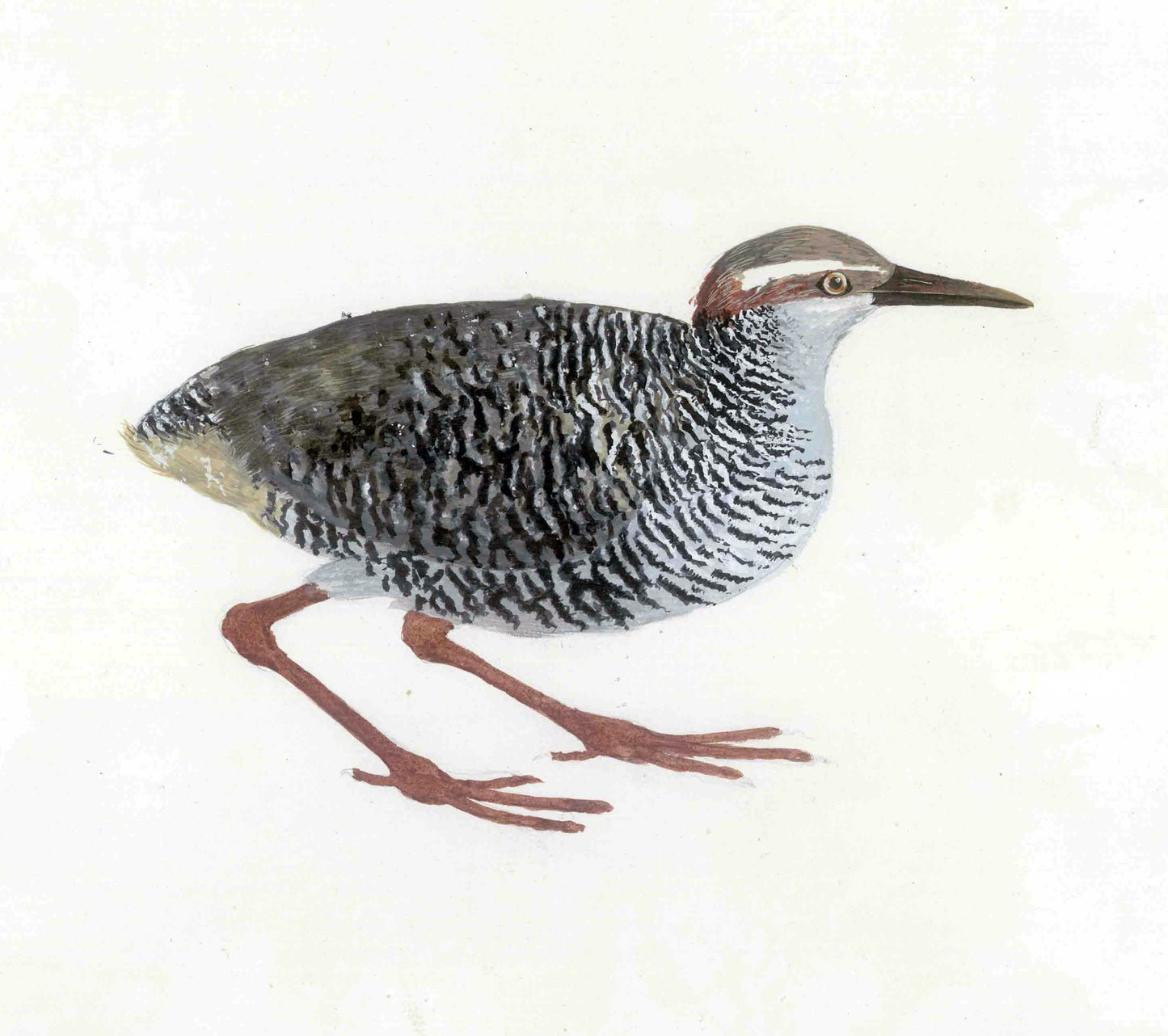 Extinct Tongatapu Rail Bird Glossy Poster Picture Photo Print Banner Booma Prints
