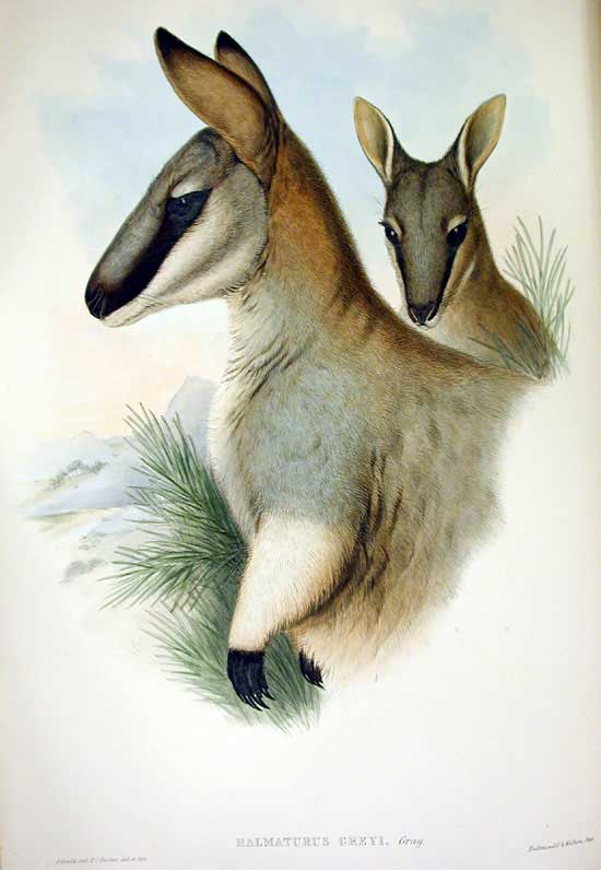 Extinct Toolache Wallaby Glossy Poster Picture Photo Print Banner Booma Prints