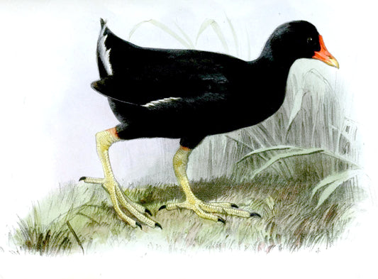 Extinct Tristan Moorhen Glossy Poster Picture Photo Print Banner Booma Prints