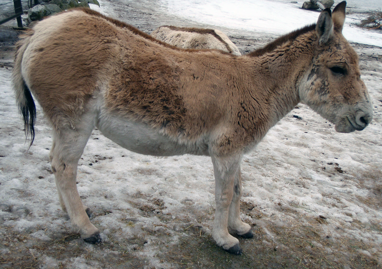 Turkmenian Kulan Onager Glossy Poster Picture Photo Print Banner Booma Prints