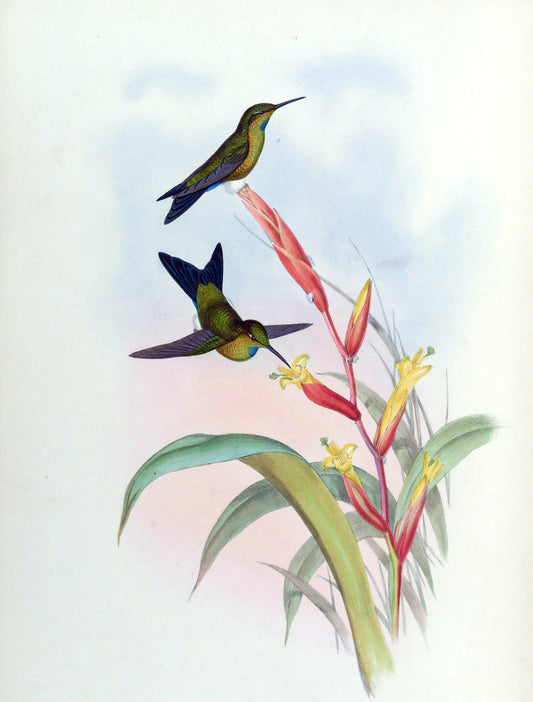 Turquoise Throated Puffleg Glossy Poster Picture Photo Print Banner Booma Prints