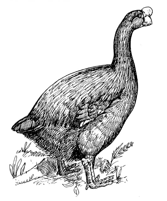 Extinct Turtle Jawed Moa Nalo Glossy Poster Picture Photo Print Banner Booma Prints
