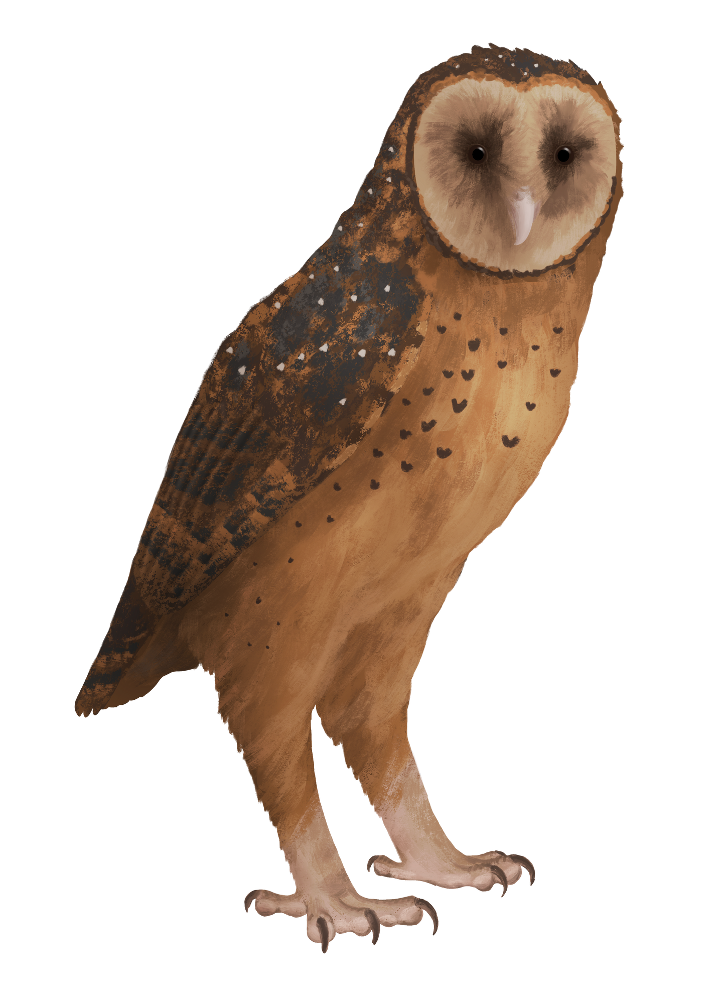 Extinct Tyto Pollens Owl Glossy Poster Picture Photo Print Banner Booma Prints