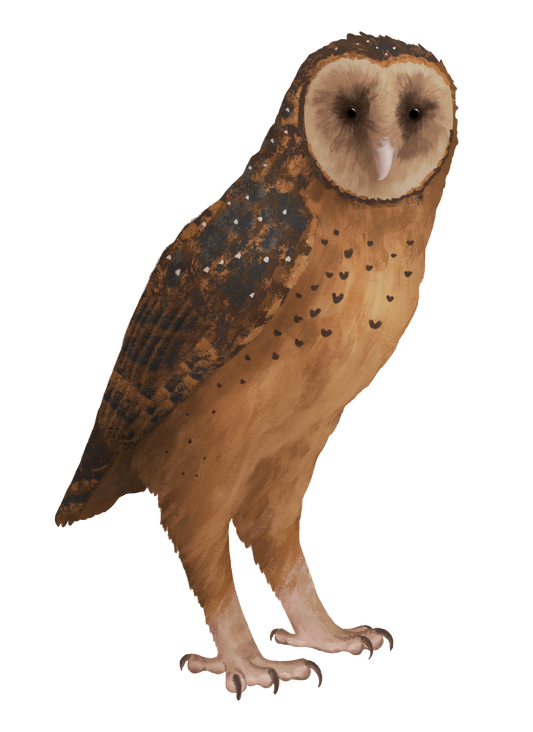 Extinct Tyto Pollens Owl Glossy Poster Picture Photo Print Banner Booma Prints