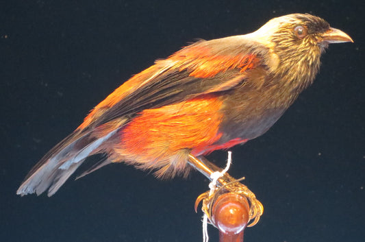 Extinct Ula Ai-Hawane Bird Glossy Poster Picture Photo Print Banner Booma Prints