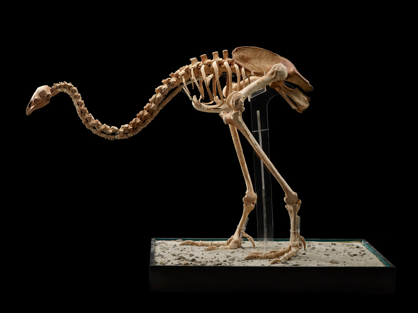 Extinct Upland Moa Skeleton Glossy Poster Picture Photo Print Banner Booma Prints