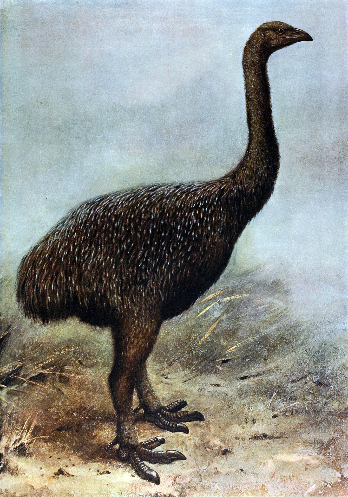 Extinct Upland Moa Bird Glossy Poster Picture Photo Print Banner Booma Prints