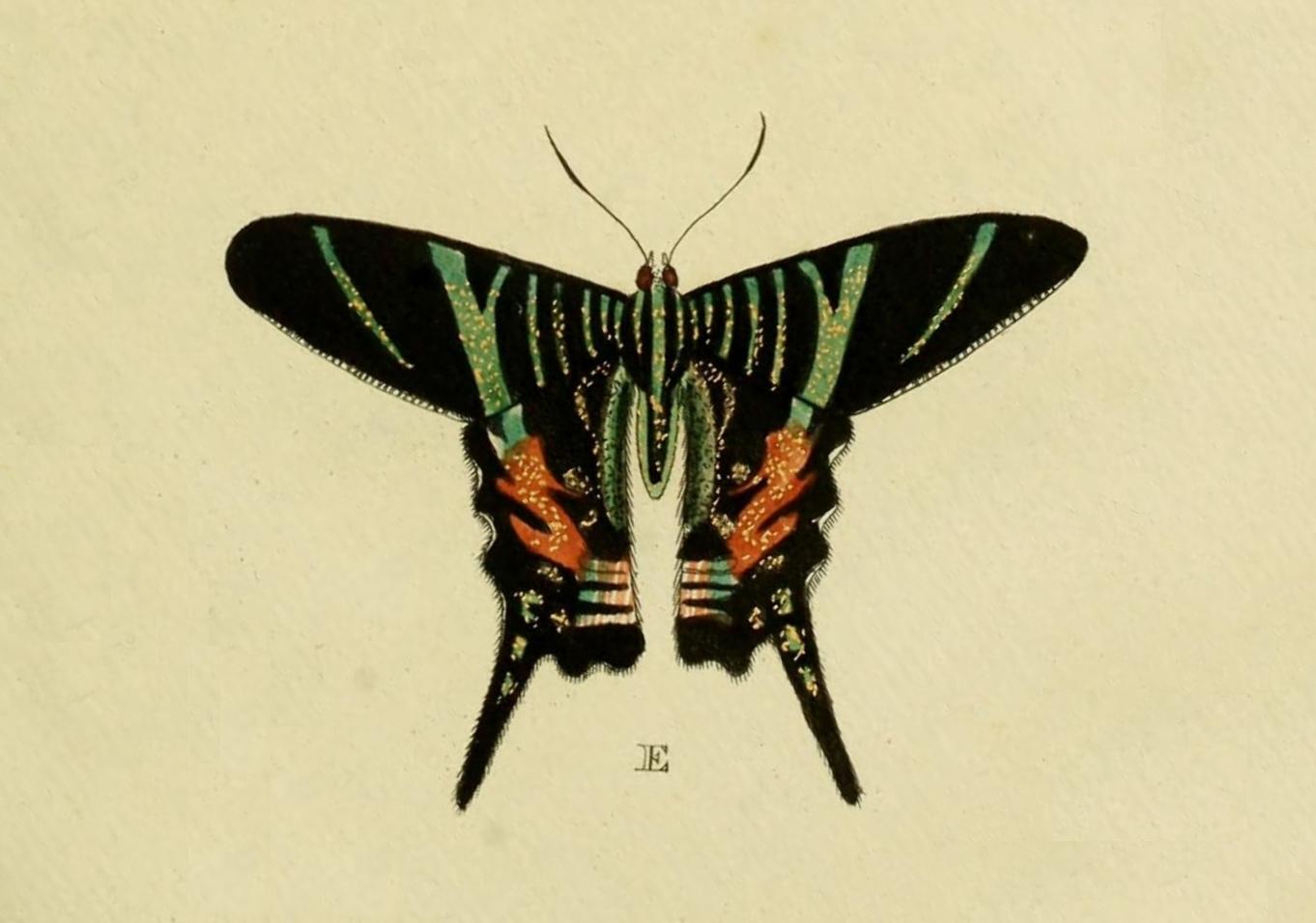 Extinct Urania Sloanus Butterfly Glossy Poster Picture Photo Print Banner Booma Prints