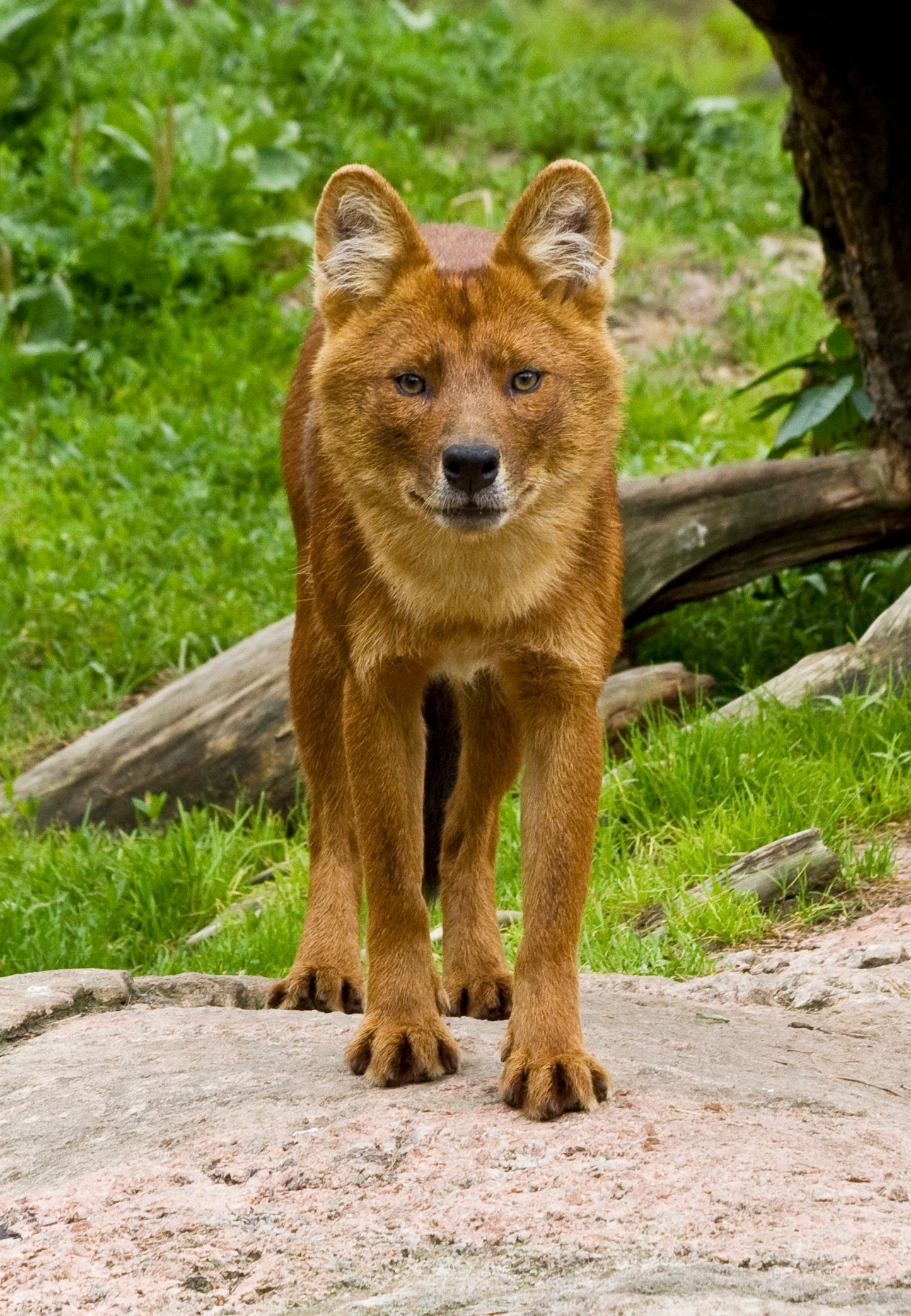 Ussuri Dhole Wild Dog Glossy Poster Picture Photo Print Banner Booma Prints