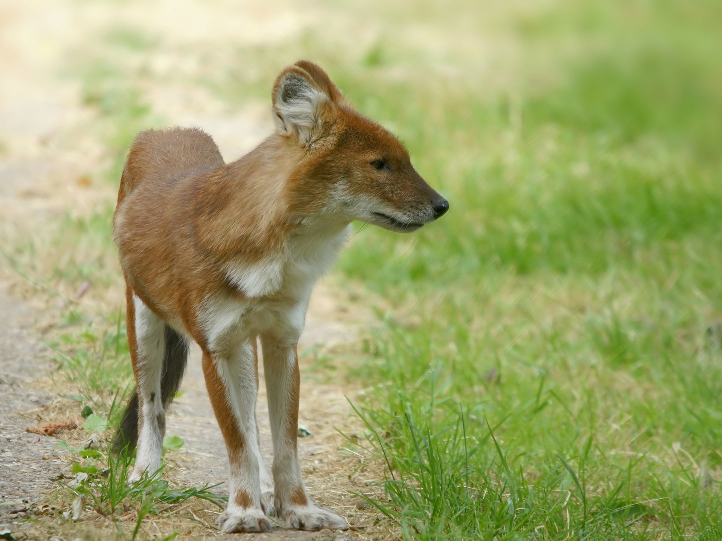Ussuri Dhole Chinese Dhole Glossy Poster Picture Photo Print Banner Booma Prints