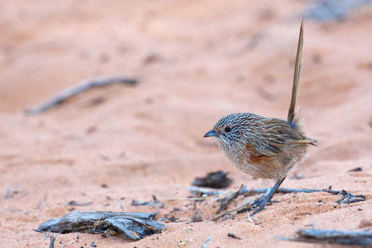 Western Grasswren Bird Glossy Poster Picture Photo Print Banner Booma Prints
