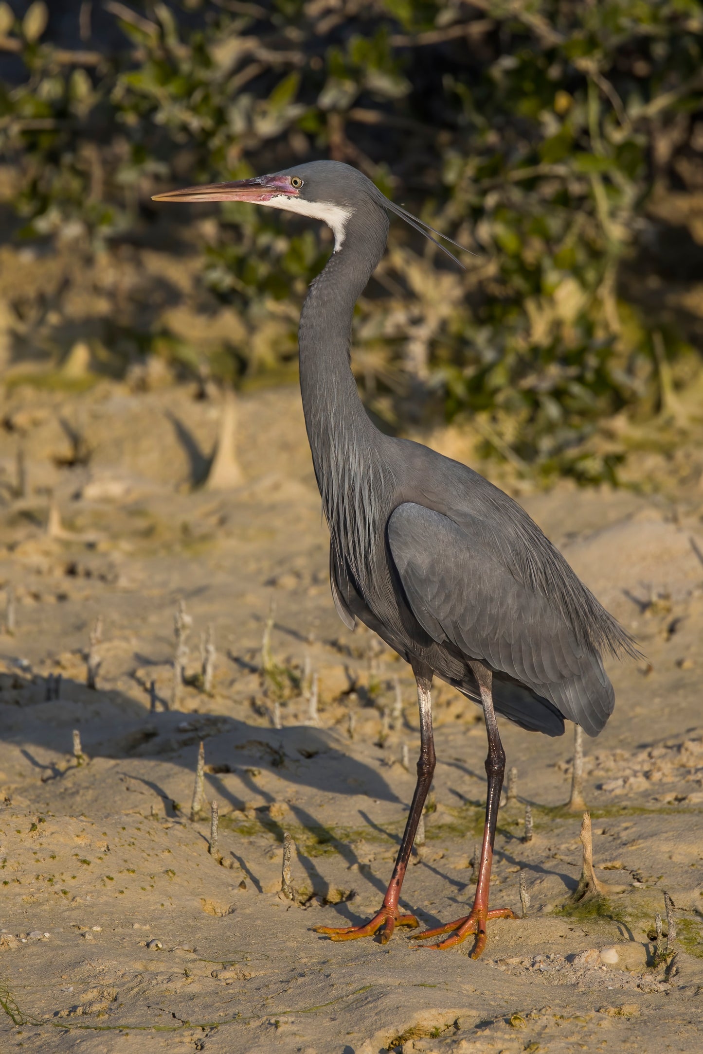 Western Reef Heron Gangly Heron Glossy Poster Picture Photo Print Banner Booma Prints