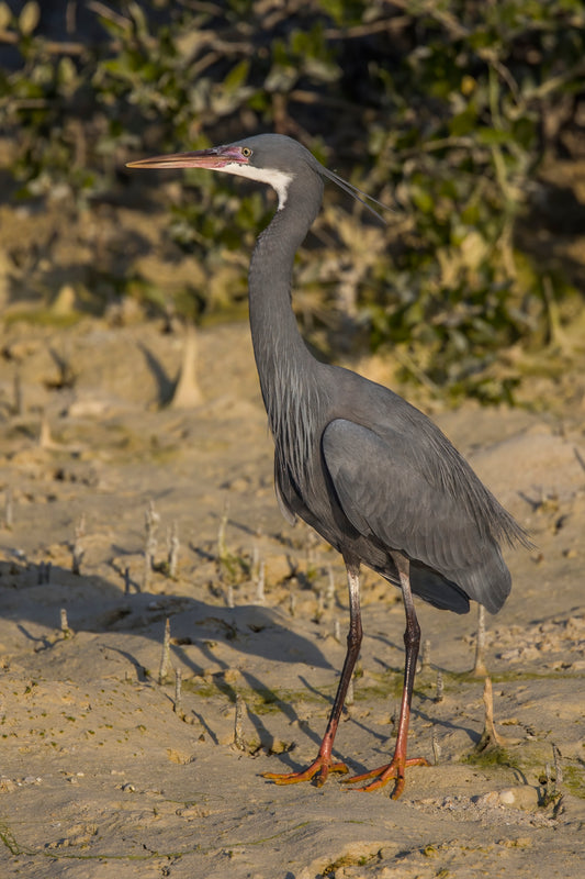 Western Reef Heron Gangly Heron Glossy Poster Picture Photo Print Banner Booma Prints