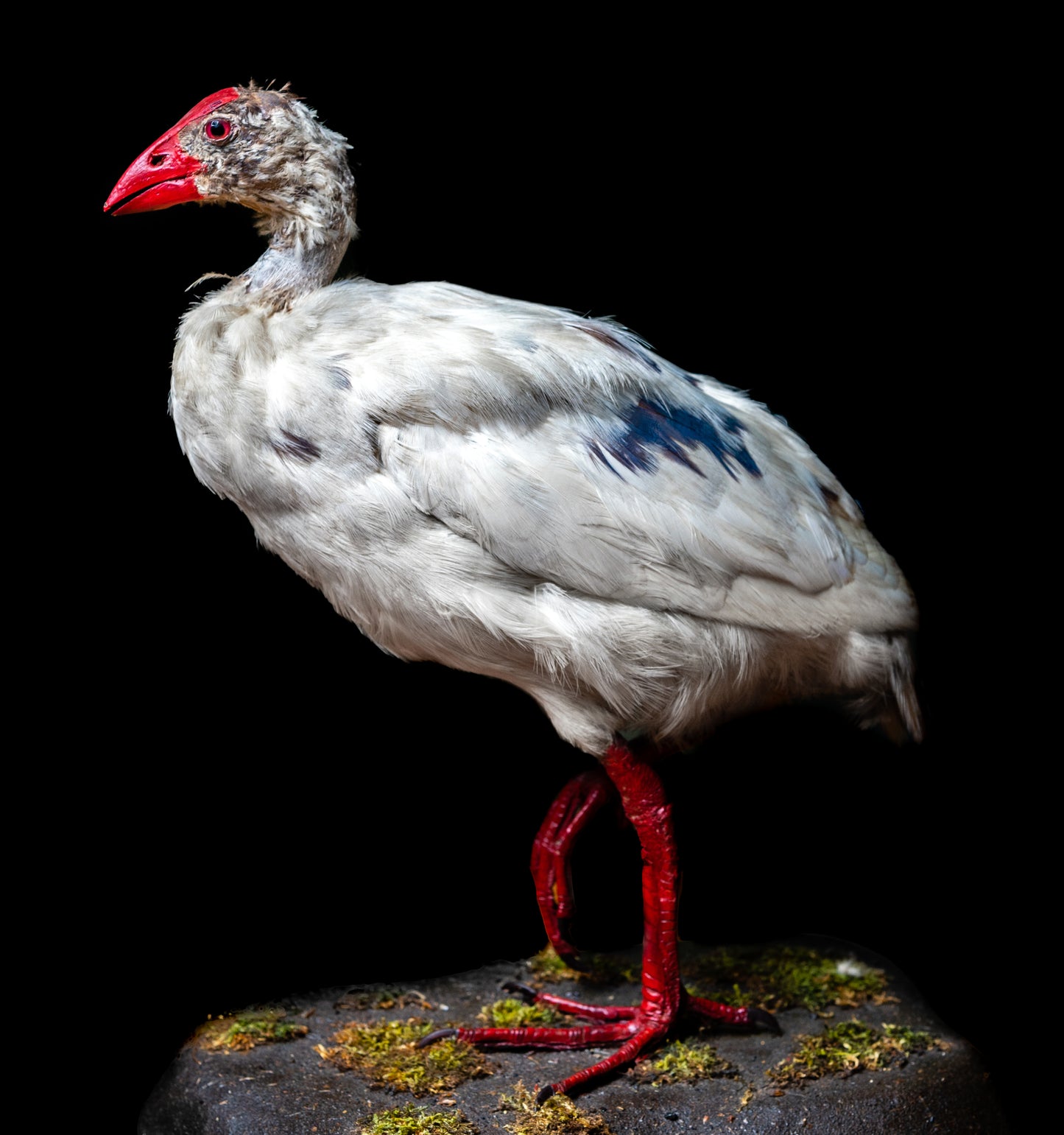 Extinct White Swamphen Glossy Poster Picture Photo Print Banner Booma Prints