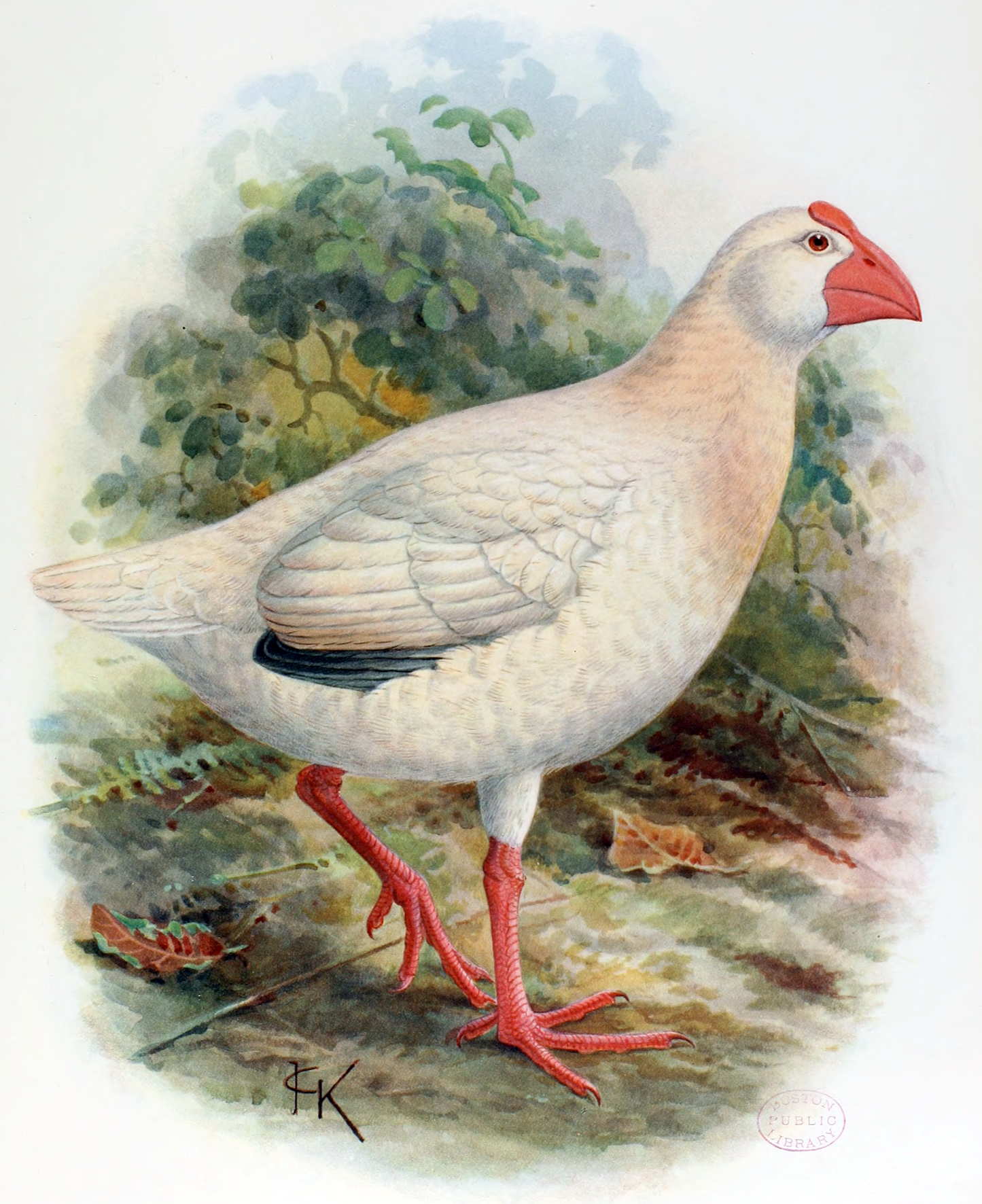 Extinct White Swamphen Lord Howe Glossy Poster Picture Photo Print Banner Booma Prints