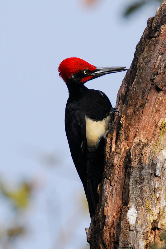 White Bellied Woodpecker Bird Glossy Poster Picture Photo Print Banner Booma Prints