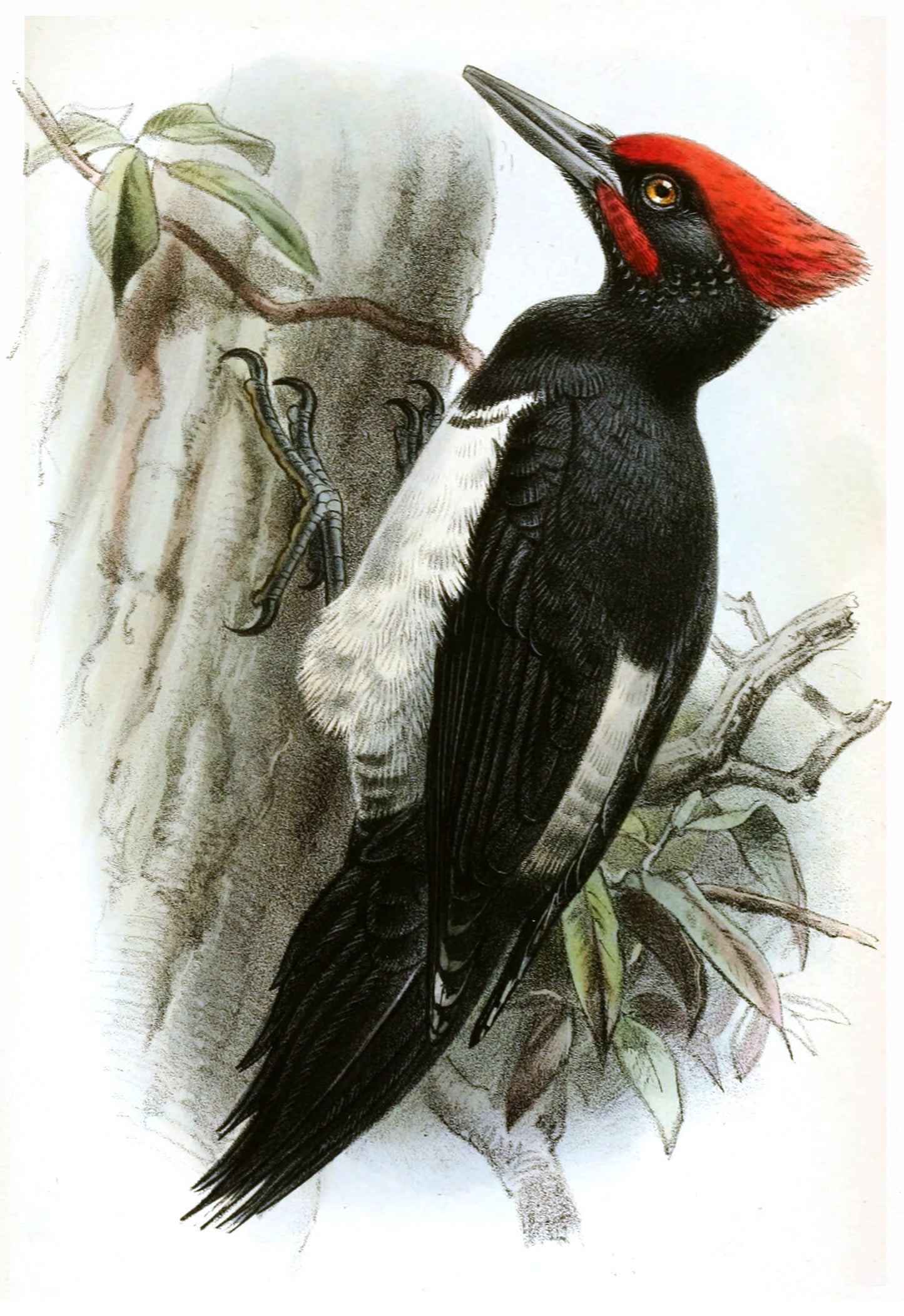 White Bellied Woodpecker Asia Glossy Poster Picture Photo Print Banner Booma Prints