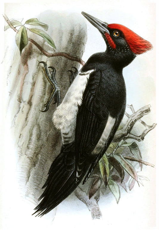 White Bellied Woodpecker Asia Glossy Poster Picture Photo Print Banner Booma Prints