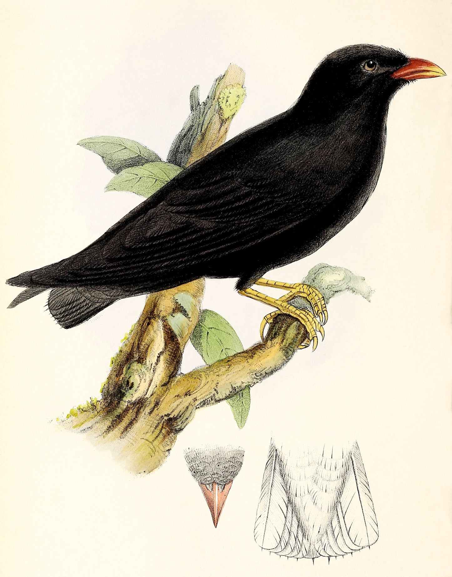 White Eyed River Martin Bird Glossy Poster Picture Photo Print Banner Booma Prints