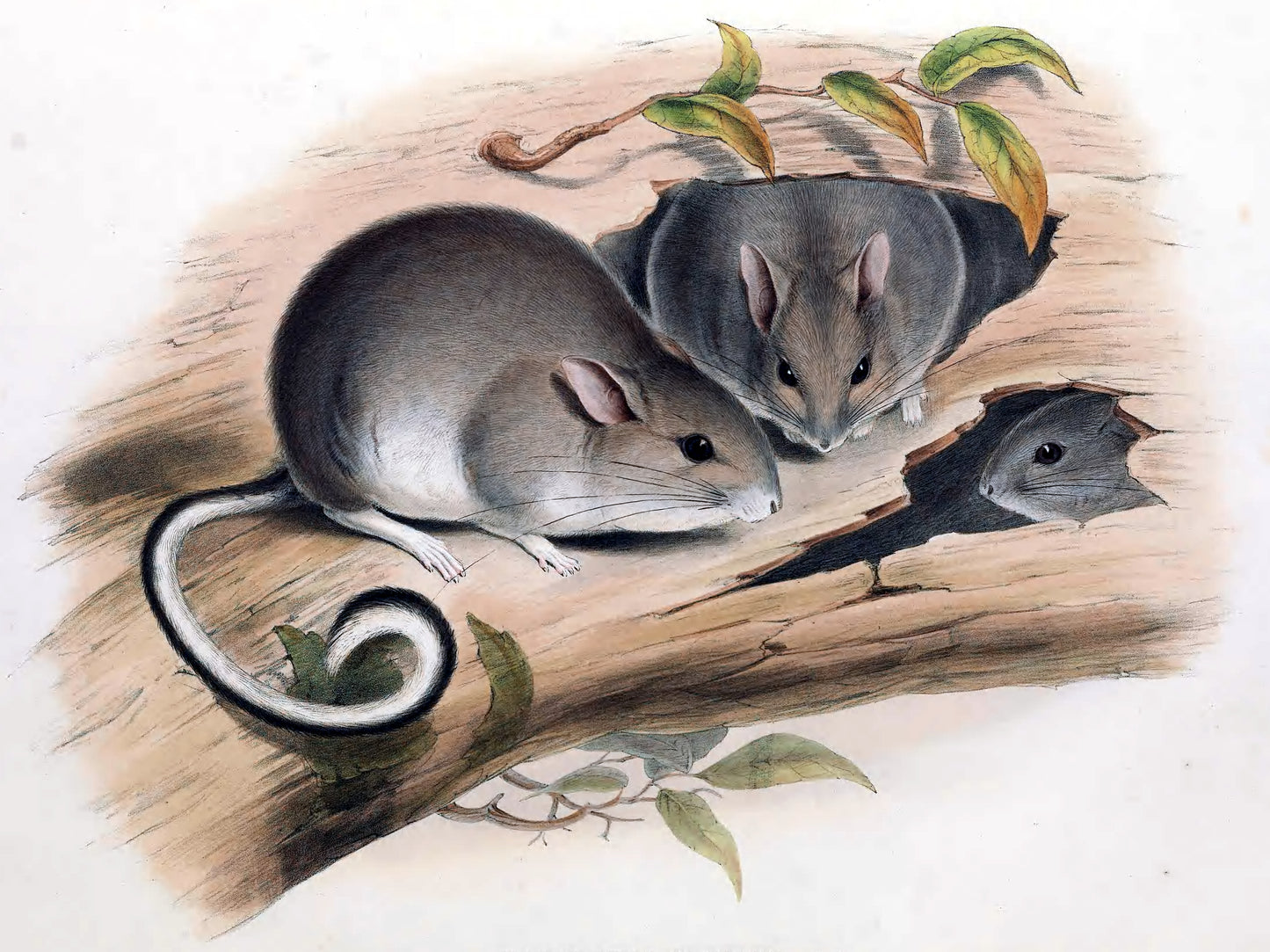 Extinct White Footed Rabbit Rat Glossy Poster Picture Photo Print Banner Booma Prints