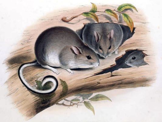 Extinct White Footed Rabbit Rat Glossy Poster Picture Photo Print Banner Booma Prints