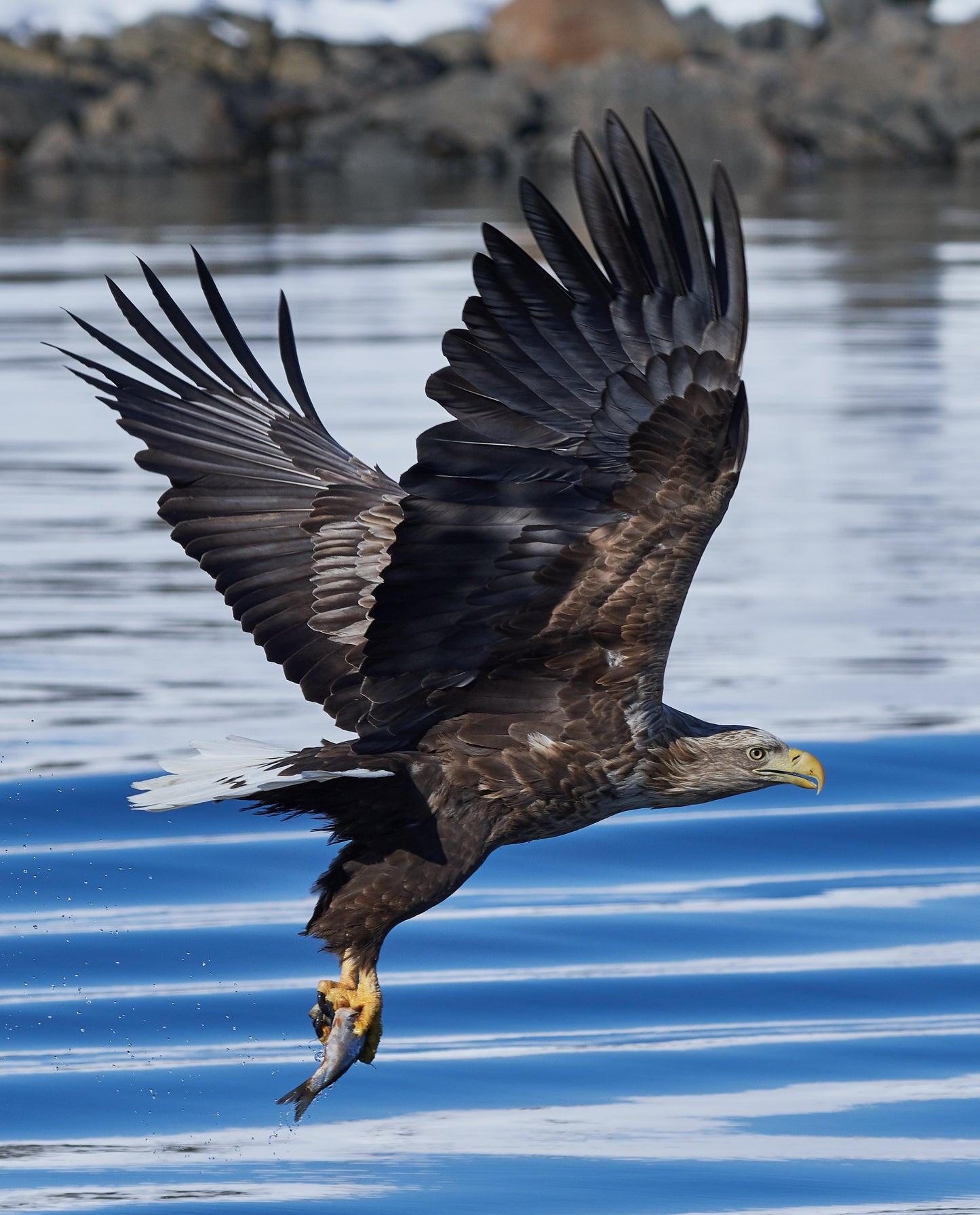 White Tailed Eagle Flying Water Glossy Poster Picture Photo Print Banner Booma Prints