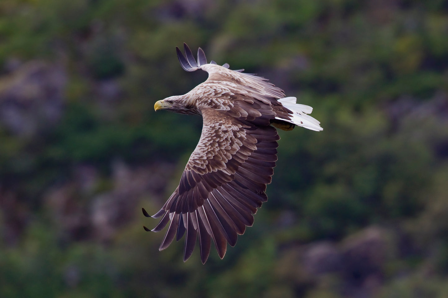 White Tailed Eagle Flying Bird Glossy Poster Picture Photo Print Banner Booma Prints