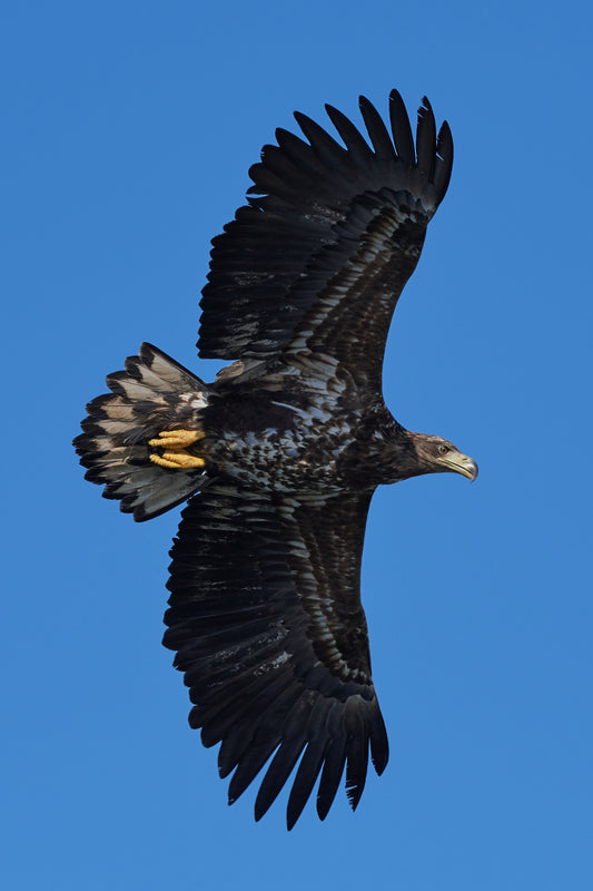 White Tailed Eagle Bird Of Prey Glossy Poster Picture Photo Print Banner Booma Prints