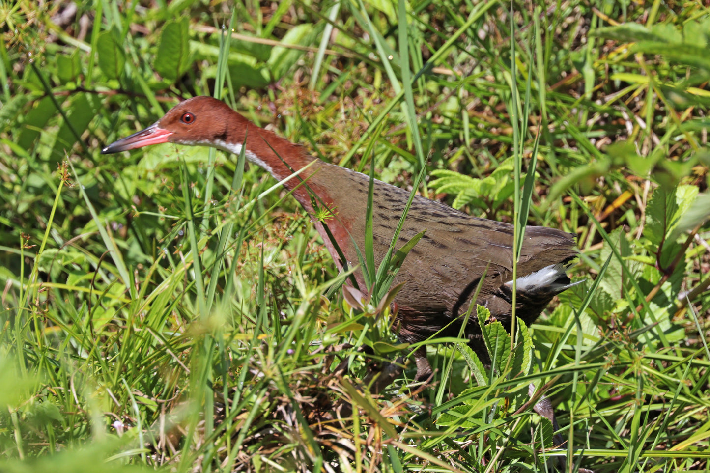 White Throated Rail Glossy Poster Picture Photo Print Banner Booma Prints