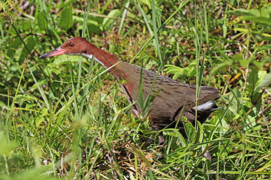 White Throated Rail Glossy Poster Picture Photo Print Banner Booma Prints