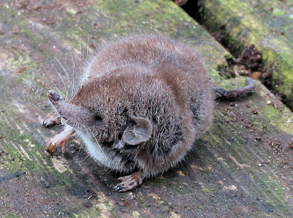 White Toothed Shrews Glossy Poster Picture Photo Print Banner Booma Prints