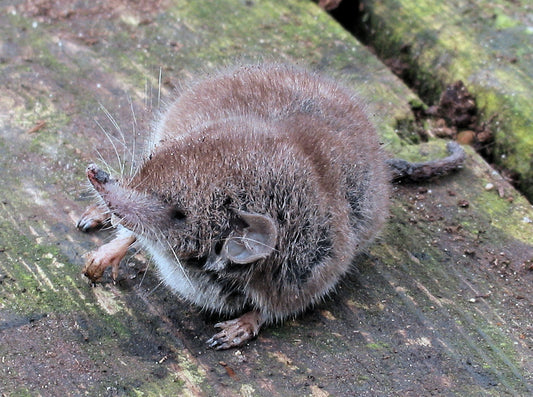 White Toothed Shrews Glossy Poster Picture Photo Print Banner Booma Prints