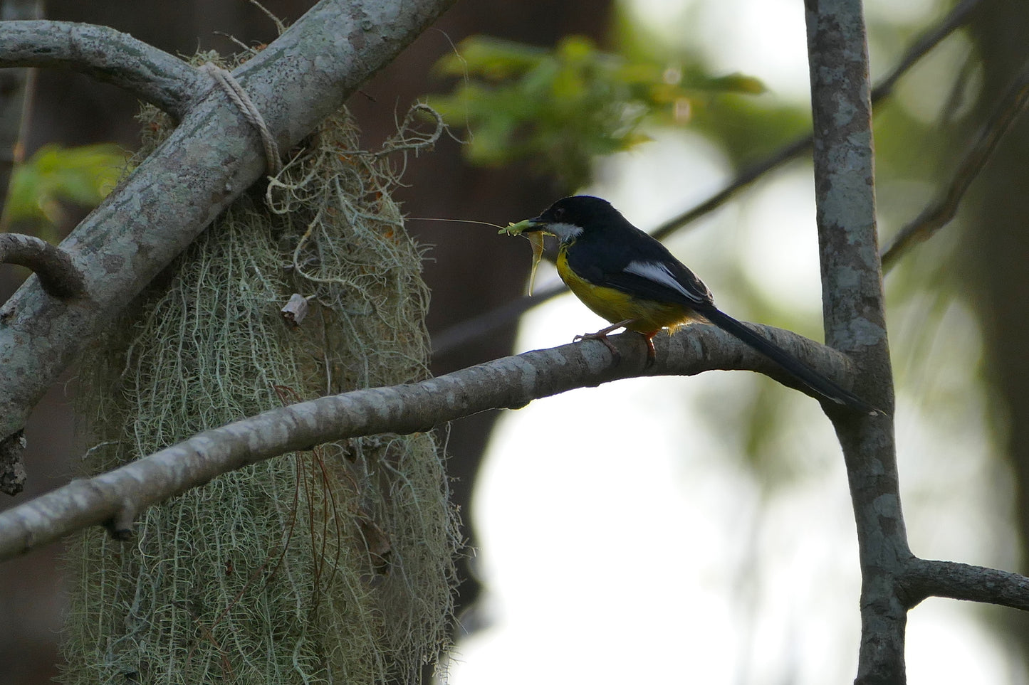 White Winged Apalis Bird Glossy Poster Picture Photo Print Banner Booma Prints