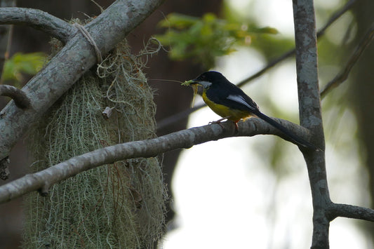 White Winged Apalis Bird Glossy Poster Picture Photo Print Banner Booma Prints