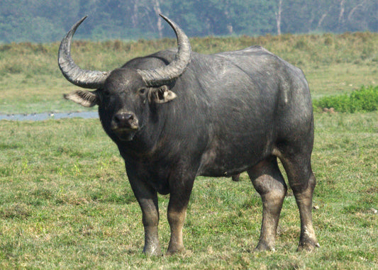 Wild Water Buffalo Asian Buffalo Glossy Poster Picture Photo Print Banner Booma Prints