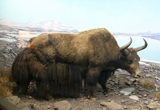 Wild Yak Himalayas Glossy Poster Picture Photo Print Banner Booma Prints