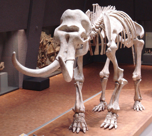 Extinct Wooly Mammoth Bones Glossy Poster Picture Photo Print Banner Booma Prints