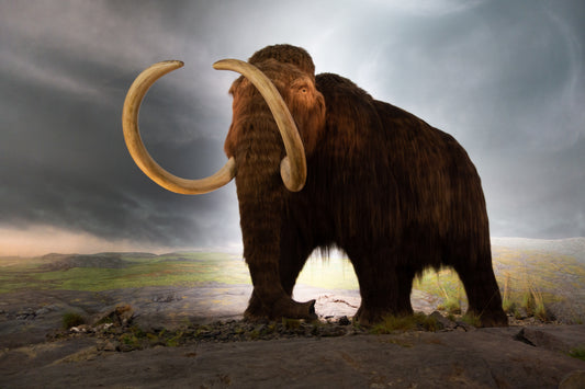 Extinct Woolly Mammoth Tusks Glossy Poster Picture Photo Print Banner Booma Prints