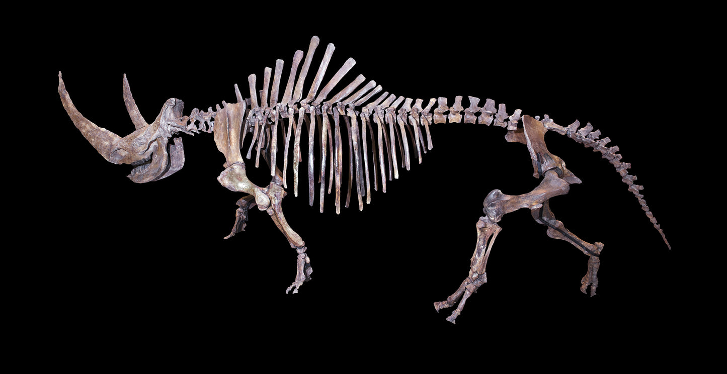 Extinct Woolly Rhinoceros Bones Glossy Poster Picture Photo Print Banner Booma Prints